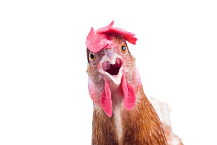 A shocked chicken.jpg