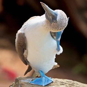 blue-footed-booby-galapagos-9facts.jpg